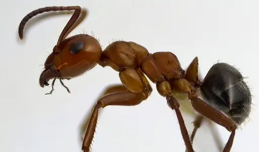 Formica pergandei specimen