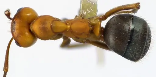 Formica pergandei - ANTWEB1041630