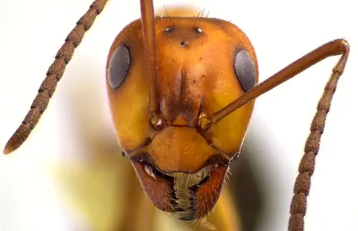 Formica pergandei - ANTWEB1041630