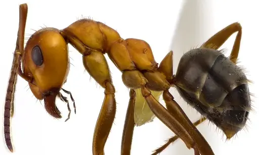 Formica pergandei - ANTWEB1041630