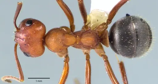 Formica pergandei - ANTWEB1041694