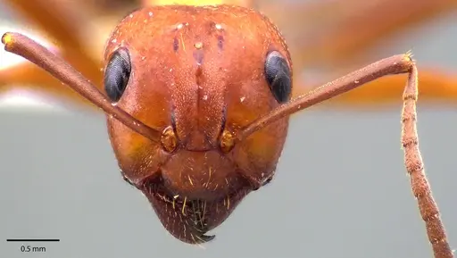 Formica pergandei - ANTWEB1041694