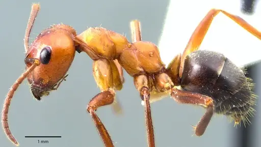 Formica pergandei - ANTWEB1041694