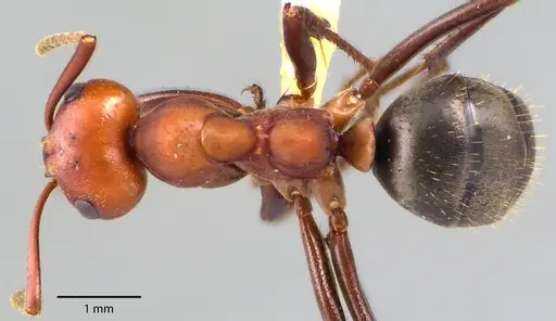 Formica pergandei - ANTWEB1041709