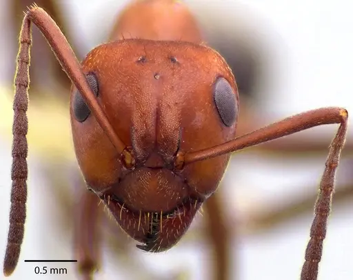 Formica pergandei - ANTWEB1041709