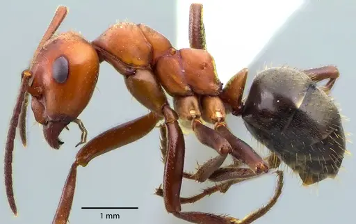 Formica pergandei - ANTWEB1041709