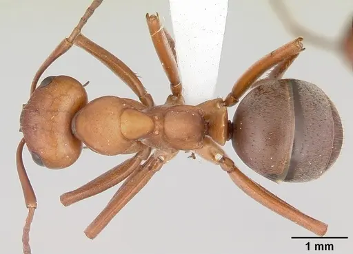 Formica pergandei - CASENT0104871