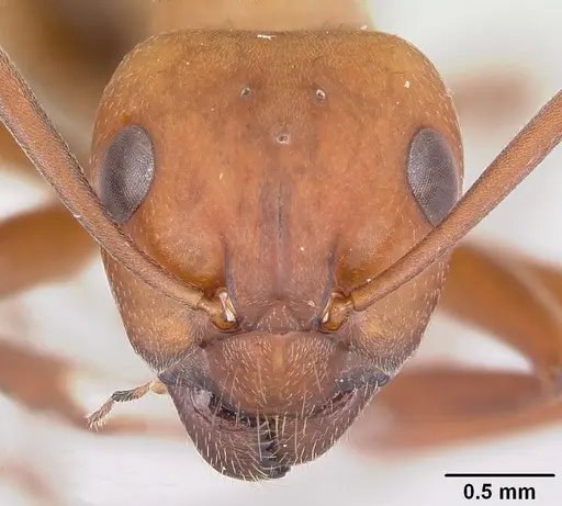 Formica pergandei - CASENT0104871