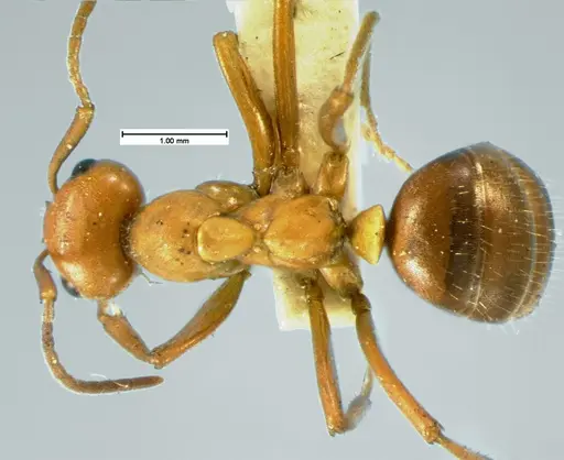 Formica pergandei - CASENT0105542