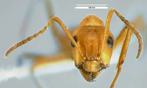 Formica pergandei - CASENT0105542