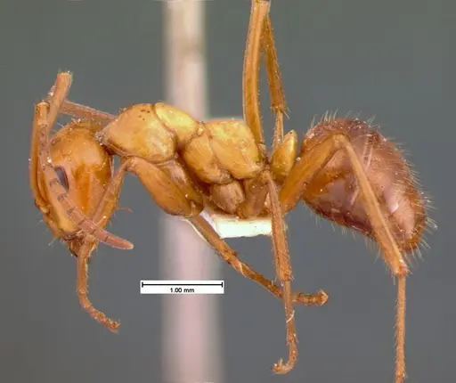 Formica pergandei - CASENT0105542