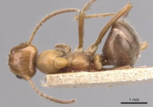 Formica pergandei - CASENT0905697