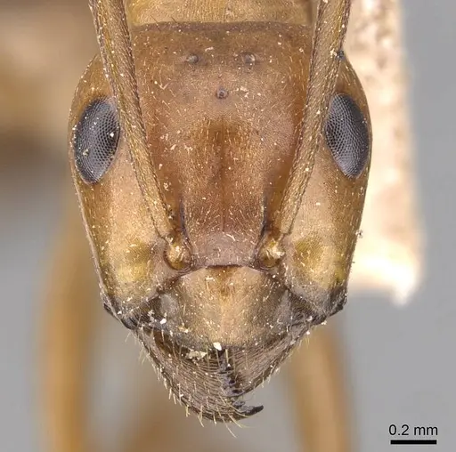 Formica pergandei - CASENT0905697