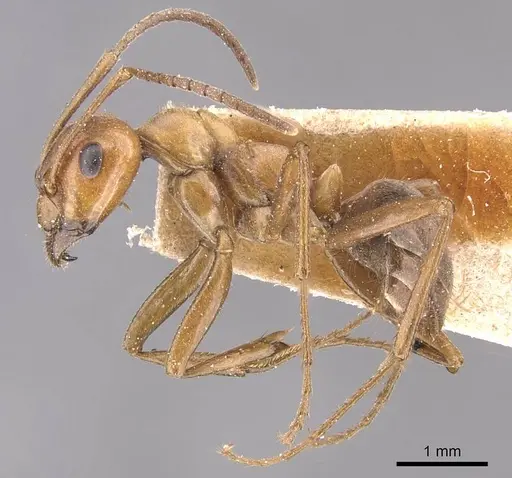 Formica pergandei - CASENT0905697