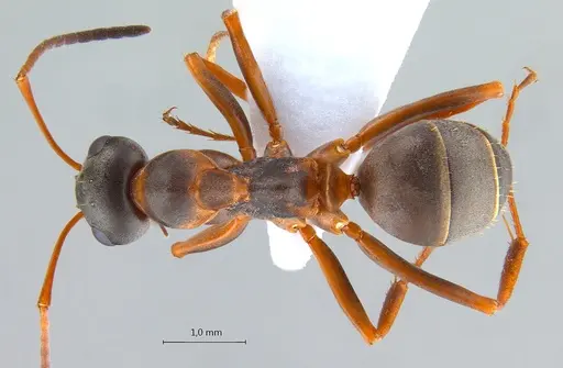 Formica persica specimen