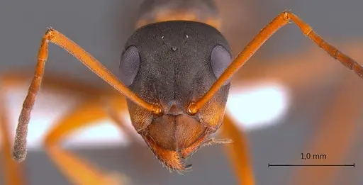 Formica persica specimen