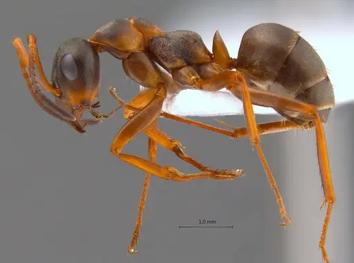 Formica persica specimen