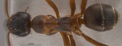 Formica persica - ANTWEB1008419