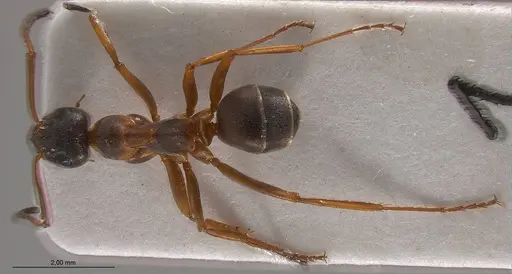 Formica persica - ANTWEB1008419