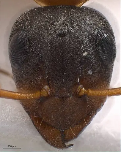 Formica persica - ANTWEB1008419