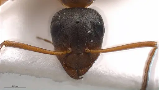 Formica persica - ANTWEB1008419