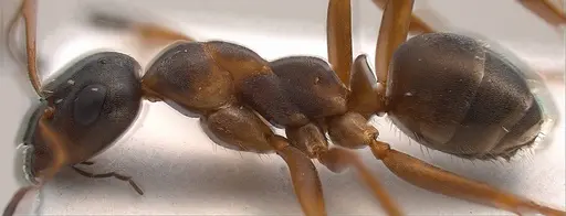 Formica persica - ANTWEB1008419