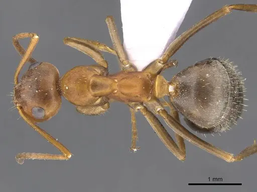 Formica persica - CASENT0910238