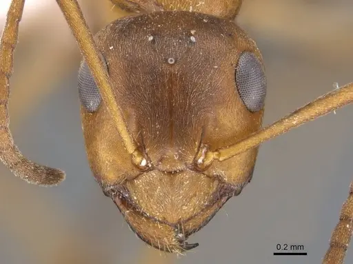 Formica persica - CASENT0910238