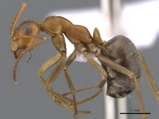 Formica persica - CASENT0910238