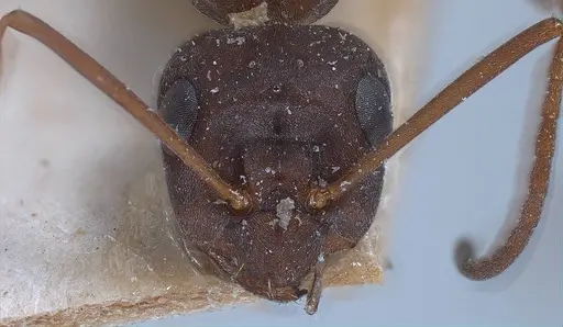 Formica picea specimen