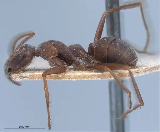 Formica picea specimen