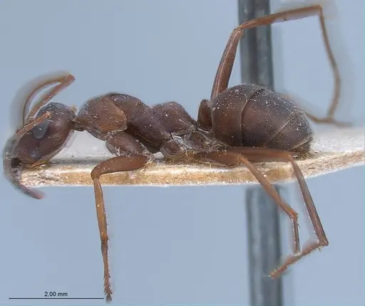 Formica picea - ANTWEB1008395