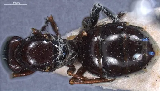 Formica picea - ANTWEB1008405