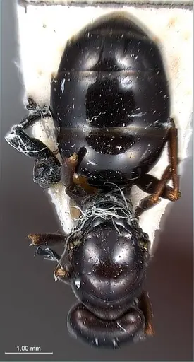 Formica picea - ANTWEB1008405