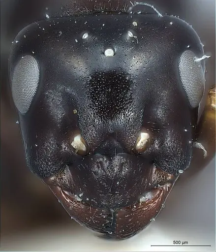 Formica picea - ANTWEB1008405