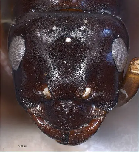 Formica picea - ANTWEB1008405