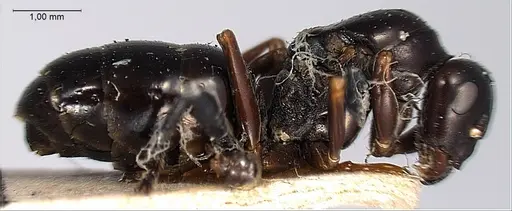 Formica picea - ANTWEB1008405