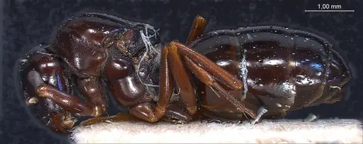 Formica picea - ANTWEB1008405