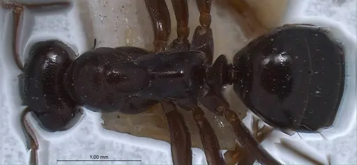 Formica picea - ANTWEB1008406