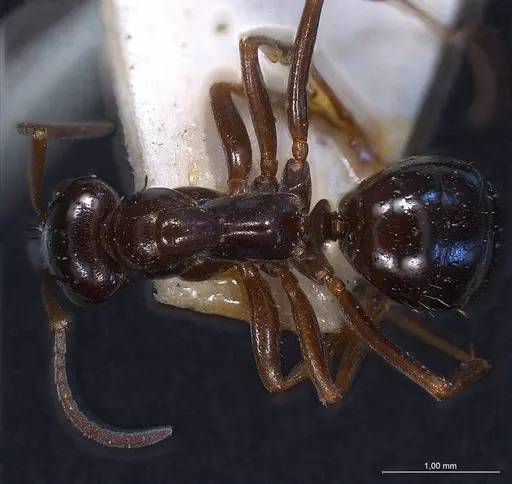 Formica picea - ANTWEB1008406