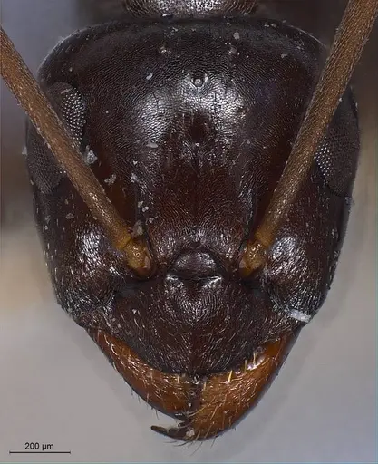 Formica picea - ANTWEB1008406