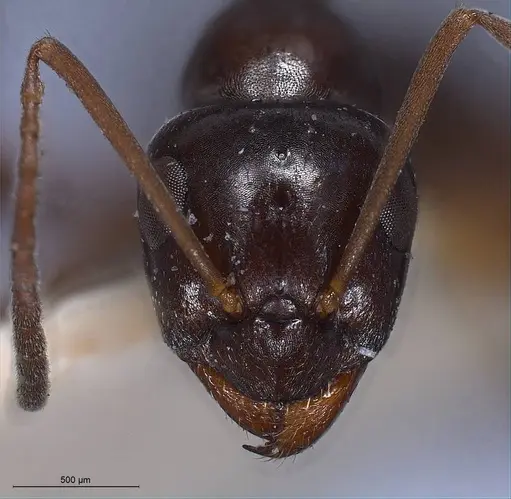 Formica picea - ANTWEB1008406