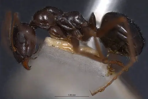 Formica picea - ANTWEB1008406