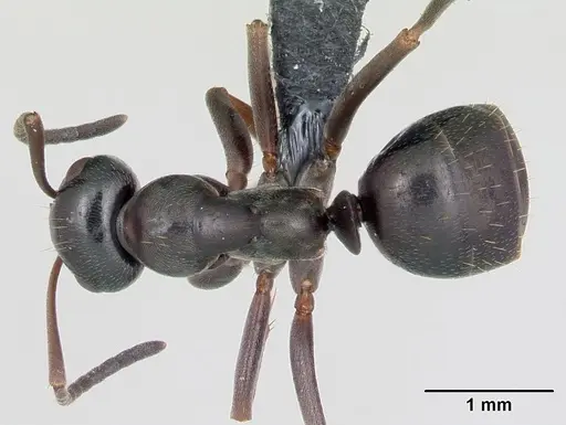 Formica picea - CASENT0173868