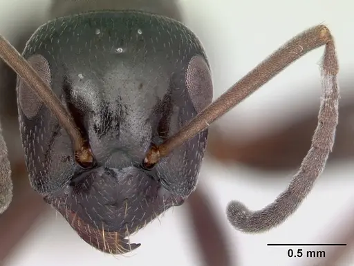 Formica picea - CASENT0173868