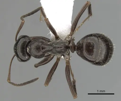 Formica picea - CASENT0280381