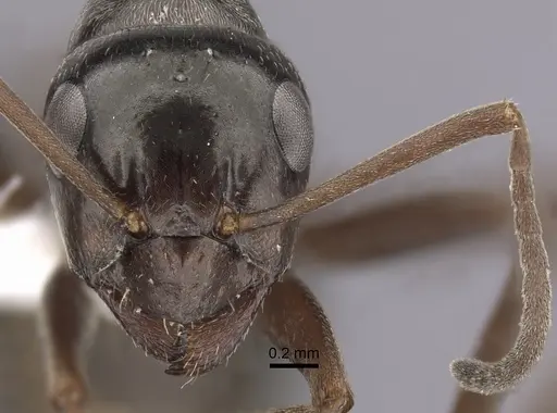 Formica picea - CASENT0280381