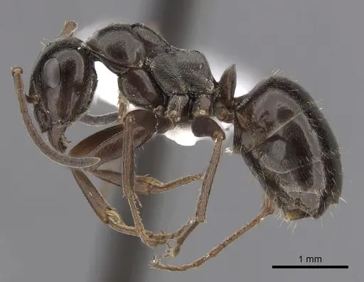 Formica picea - CASENT0280381