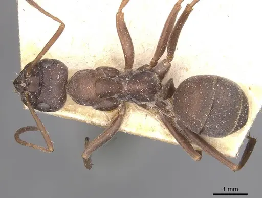 Formica picea - CASENT0911076