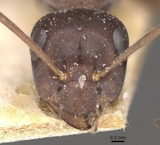 Formica picea - CASENT0911076